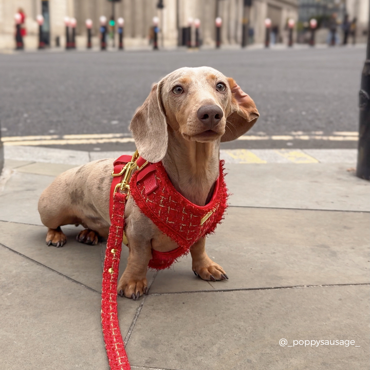 Red Textured Tweed Adjustable Neck HARNESS