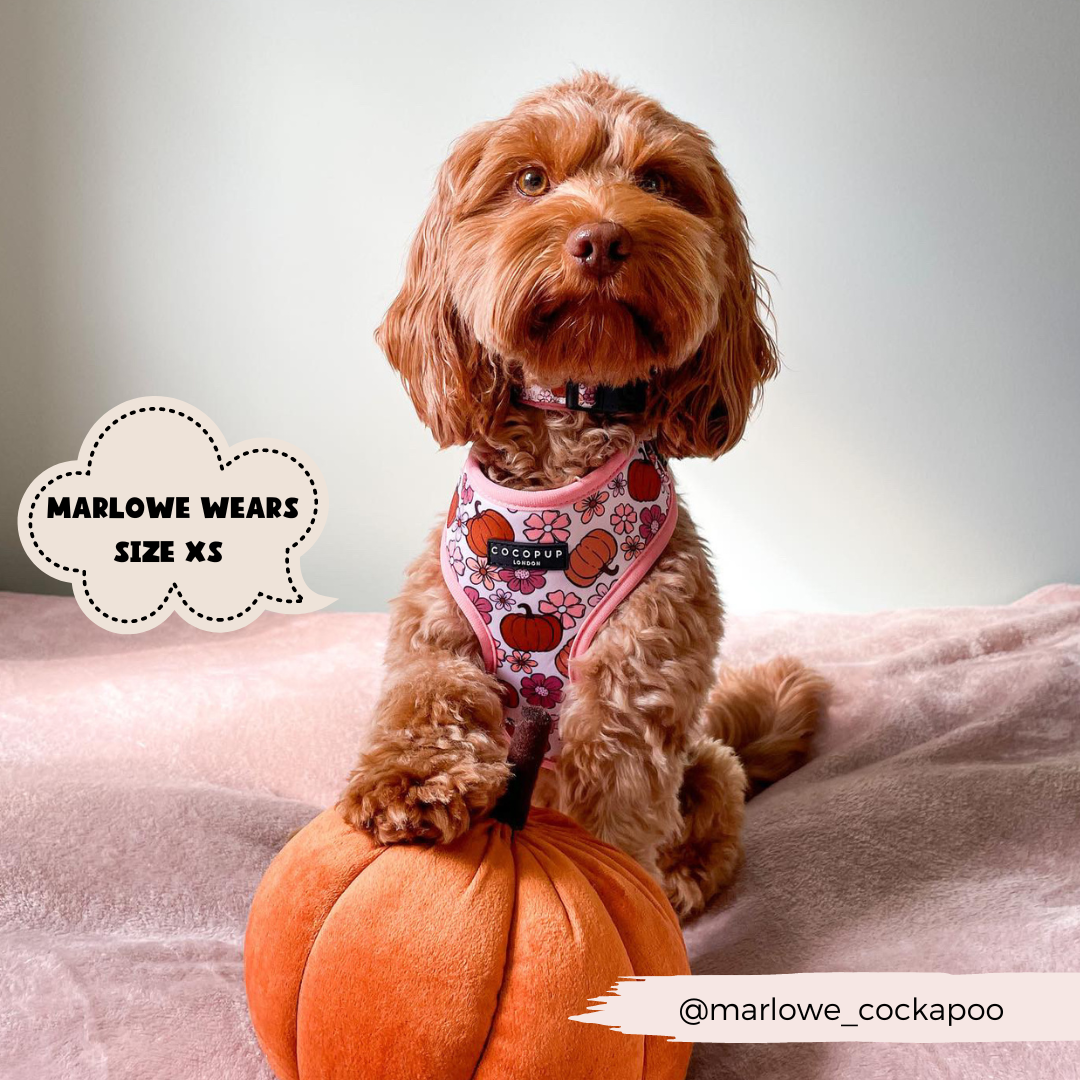 small dog wearing pumpkin harness 