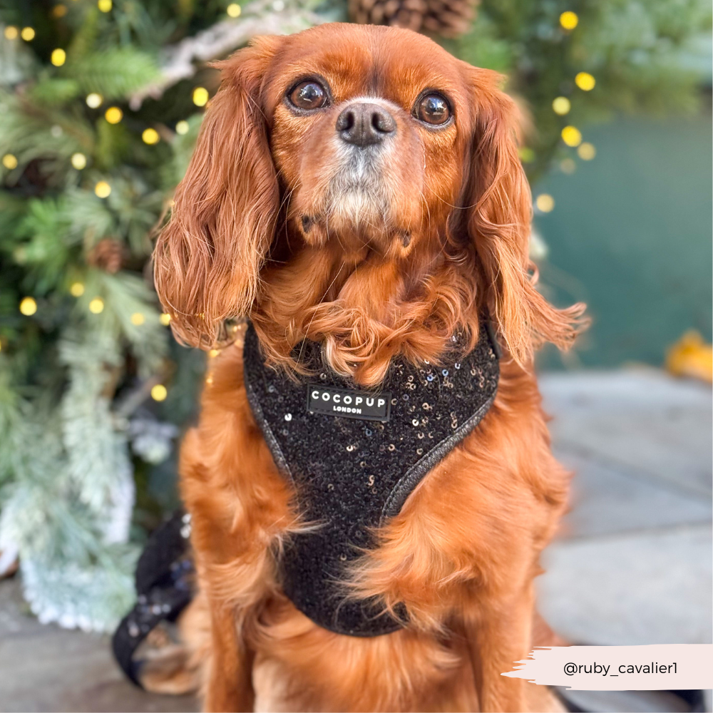 Limited Edition Sparkle Season Black Adjustable Neck HARNESS