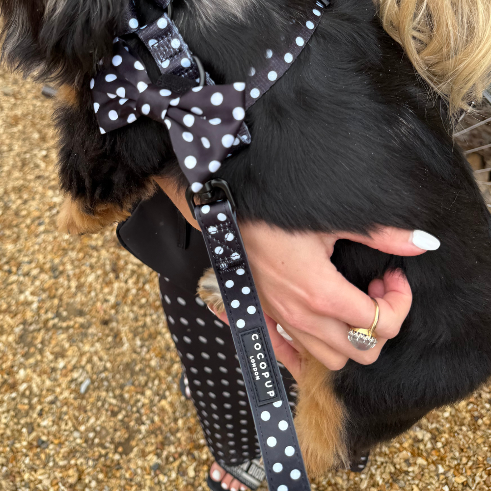 Satin Polka Dot Lead