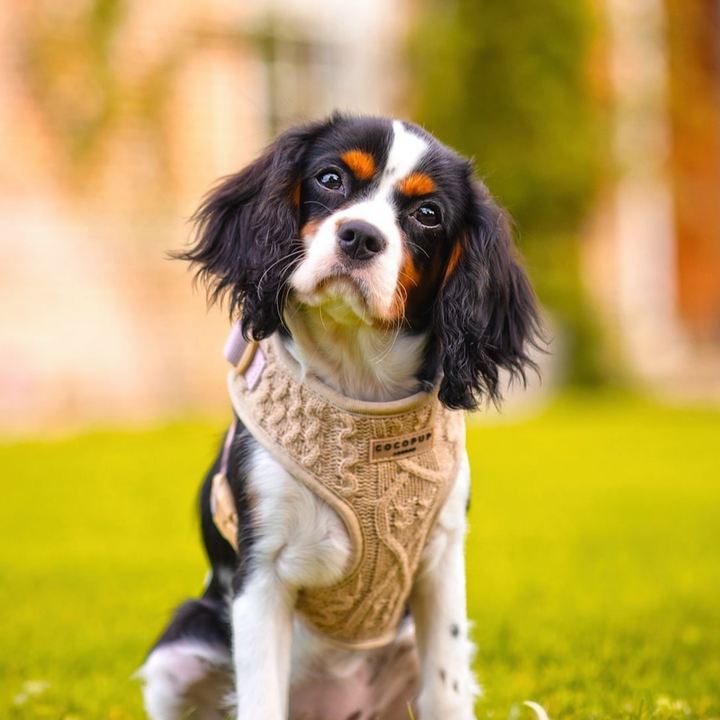 Cable Knit Jumper Adjustable Neck Harness - Toffee Pup Latte