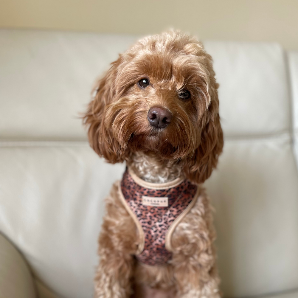 Quilted Leopard Pup Adjustable Neck Harness