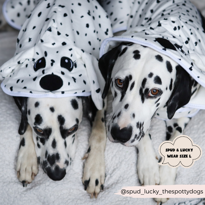 Two Dalmatians relax on a soft surface, dressed in spotted hooded Dalmatian Drying Robes by Cocopup London. Each hood features an adorable Dalmatian face design. A text bubble in the image reads, "SPUD & LUCKY WEAR SIZE L," and the Instagram handle "@spud_lucky_thespottydogs" is displayed. They're snug and comfy in their Premium Microfibre robes.