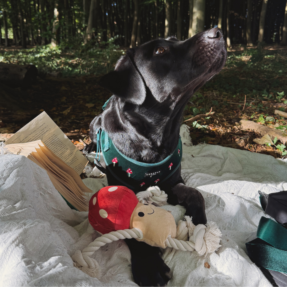 Toadstool Trails Adjustable Neck Harness, Lead & Collar Bundle