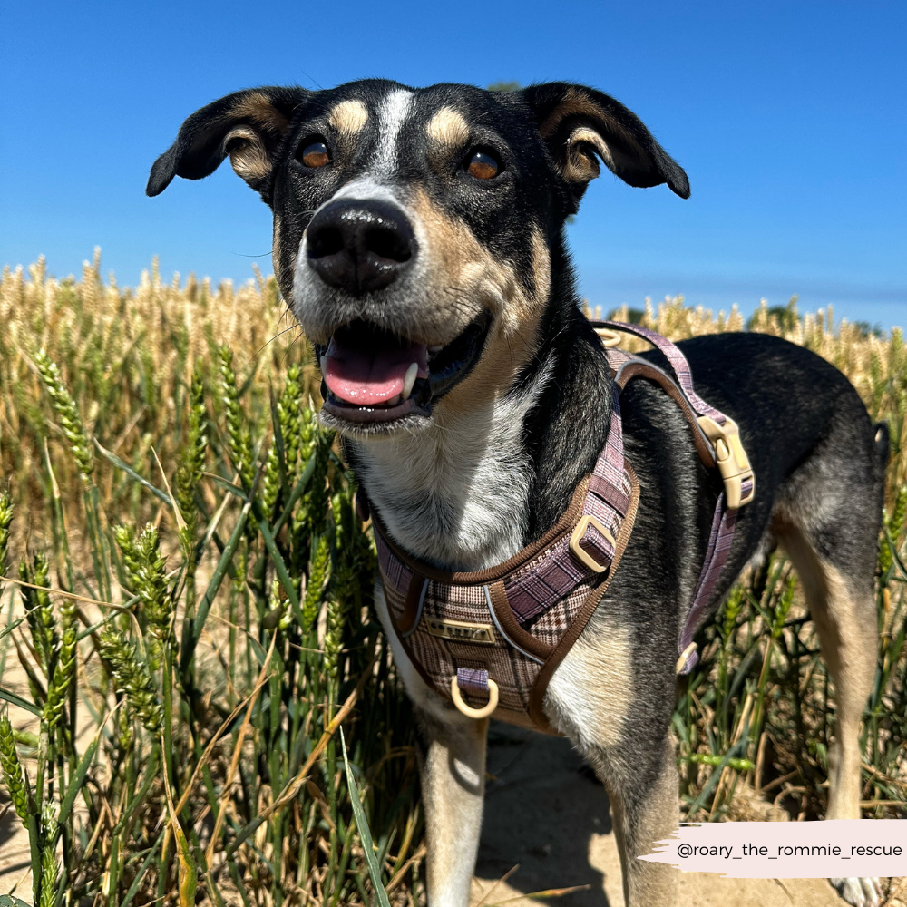 Explore Harness - Pup Plaid