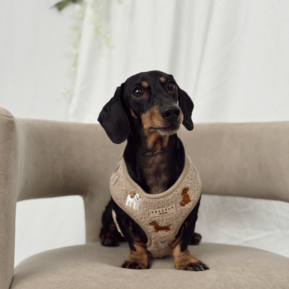 Ralph & Friends Mocha Teddy Adjustable Neck HARNESS