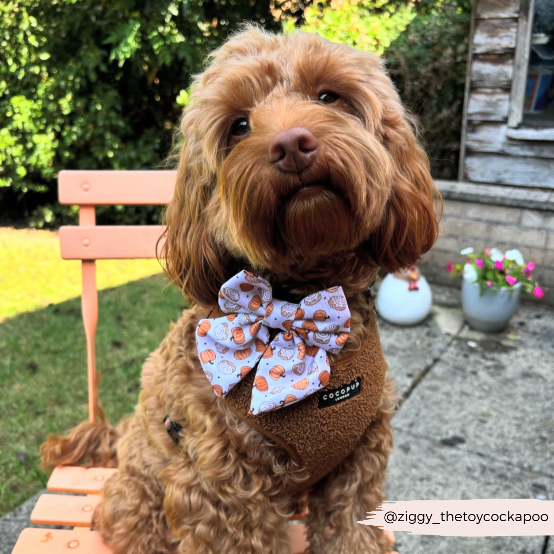 Cinnamon Buns Sailor Bow Tie