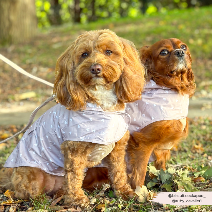 Dog Raincoat - Chai Hearts