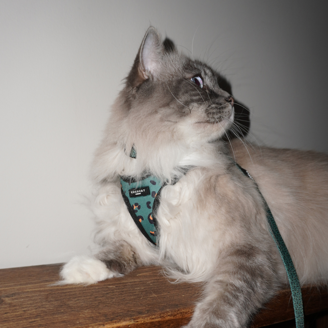 Cat Harness - Khaki Leopard