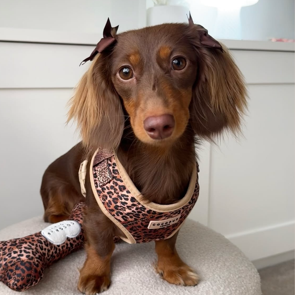 Quilted Leopard Pup Adjustable Neck Harness