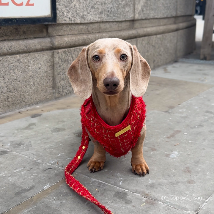 Red Textured Tweed Adjustable Neck HARNESS