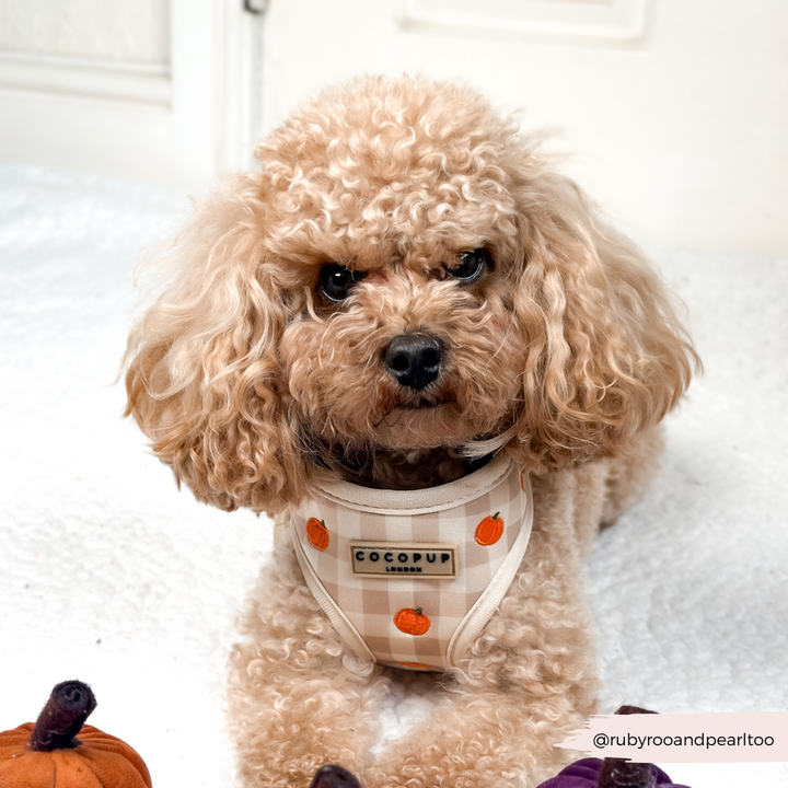 Pumpkin Patch Adjustable Neck HARNESS