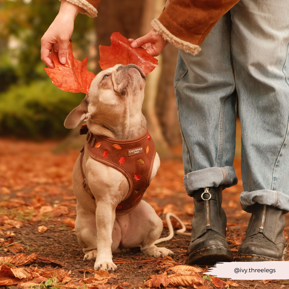 Pawtumn Leaves Adjustable Neck HARNESS