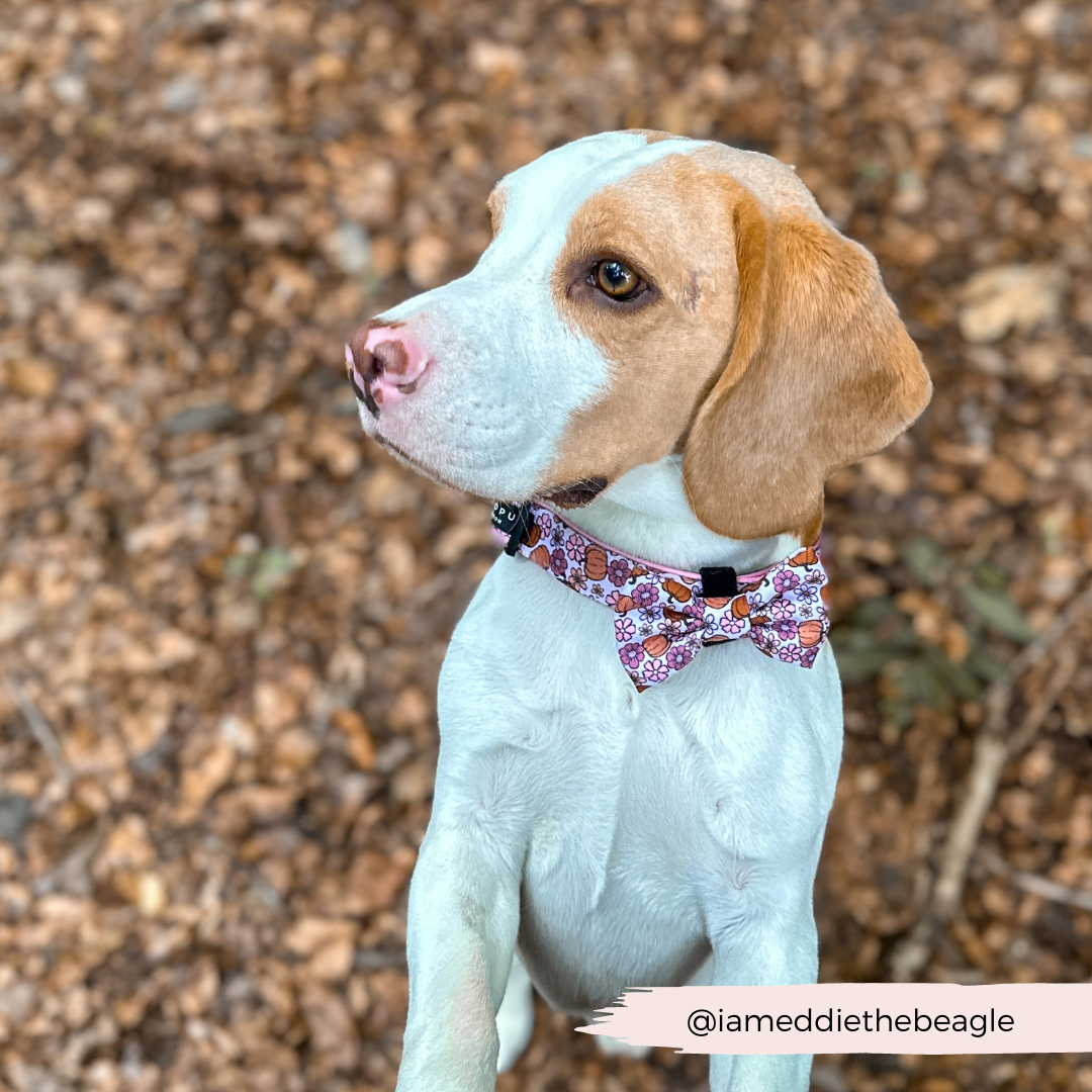 beagle dog outdoors with pumpkin bow tie and collar