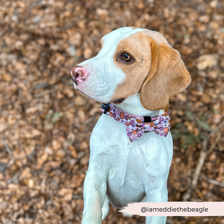 beagle dog outdoors with pumpkin bow tie and collar