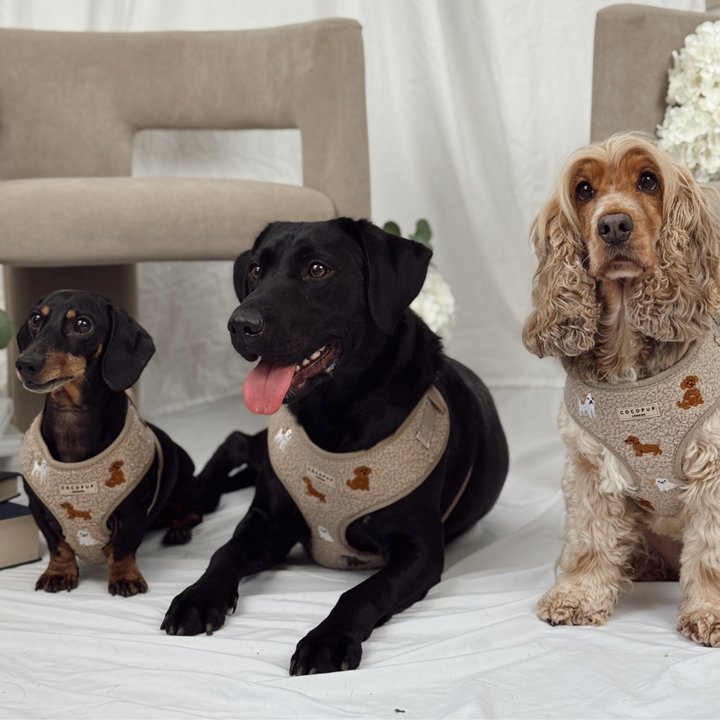 Ralph & Friends Mocha Teddy Adjustable Neck HARNESS