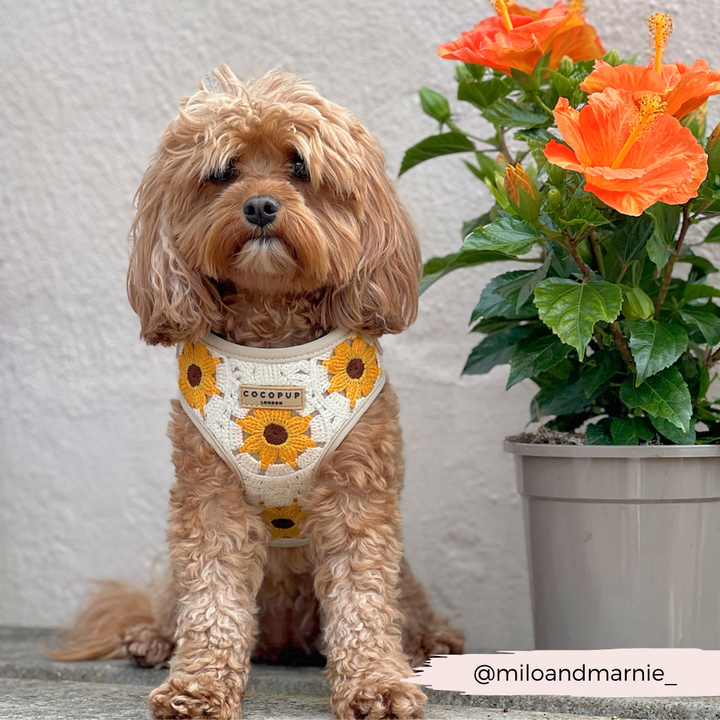 A small, fluffy brown dog wearing the Sunflower Patch Adjustable Neck Harness, Lead & Collar Bundle from Cocopup London sits next to a potted plant with vibrant orange flowers. The dog's expression is calm. The background is a pale, textured wall, and the Instagram handle @miloandmarnie_ is noted.