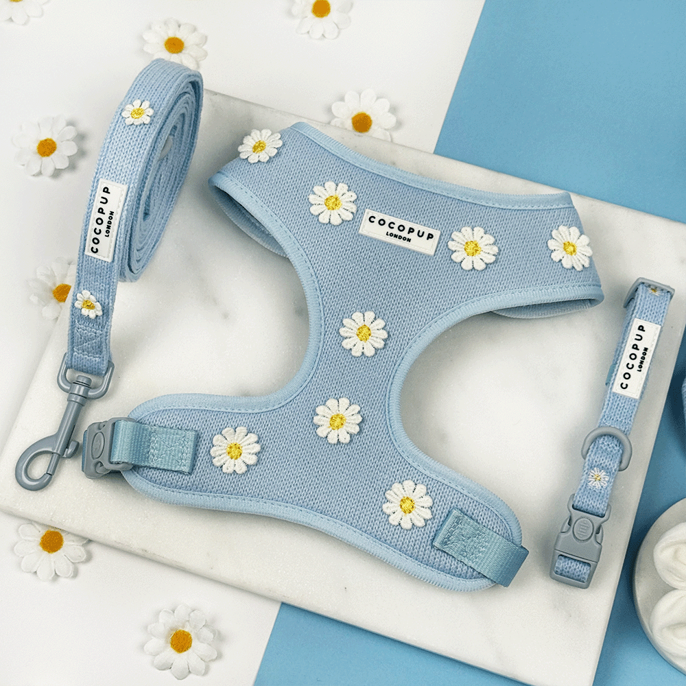 Blue dog Harness, Lead & Collar with white flower decals.