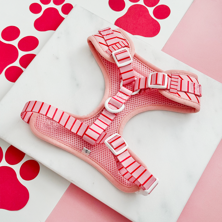 Candy Stripe Adjustable Neck Harness, Lead & Collar Bundle