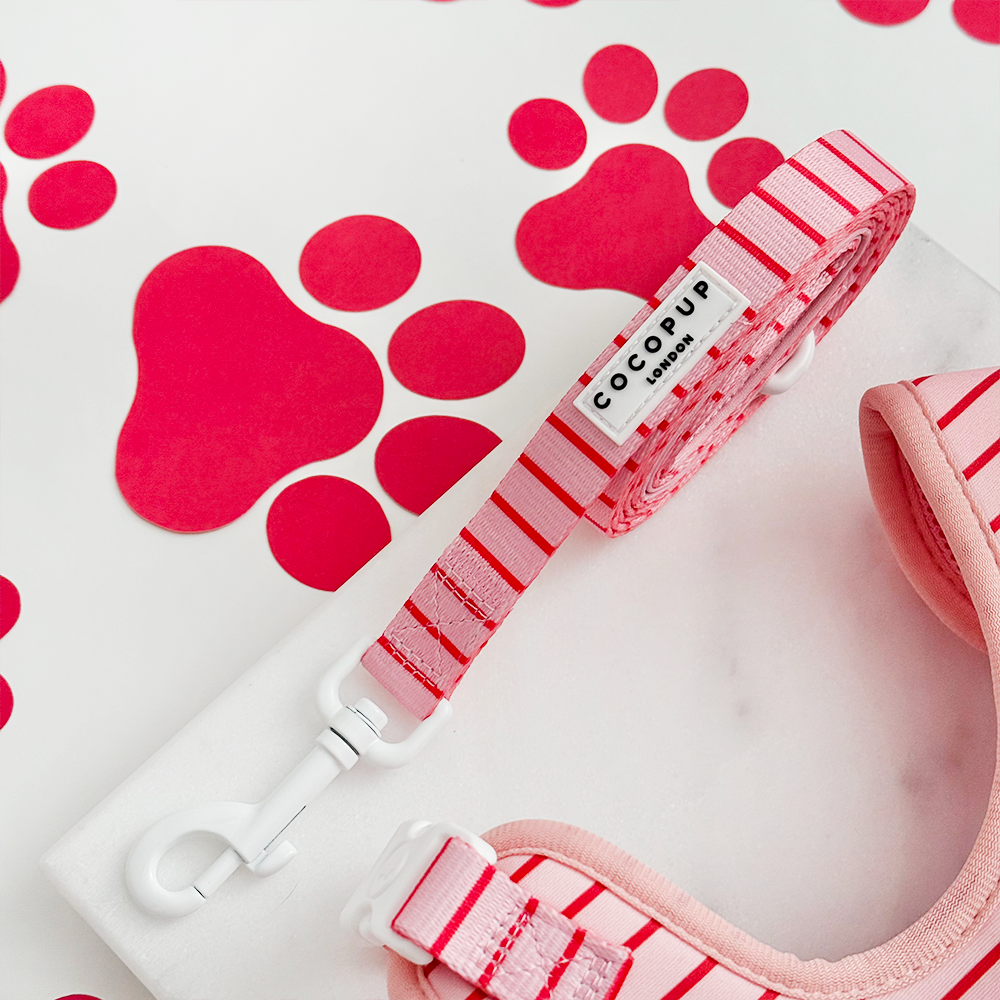 Candy Stripe Adjustable Neck Harness, Lead & Collar Bundle