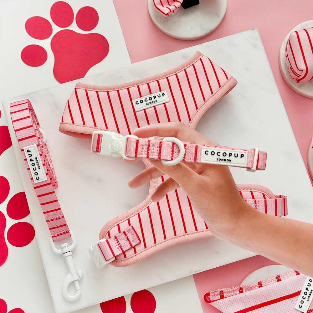 Candy Stripe Adjustable Neck Harness, Lead & Collar Bundle