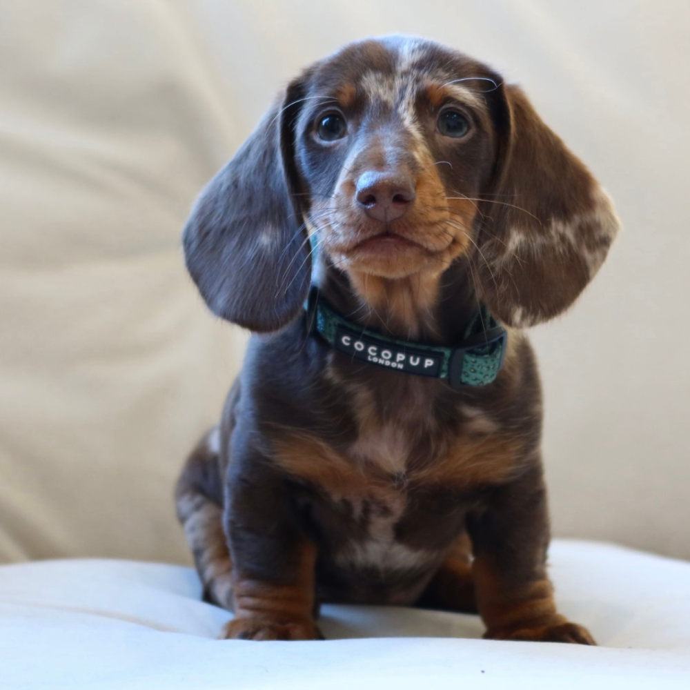 Khaki Leopard Puppy Lead & Collar Set