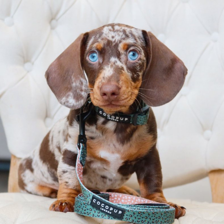 Khaki Leopard Puppy Lead & Collar Set