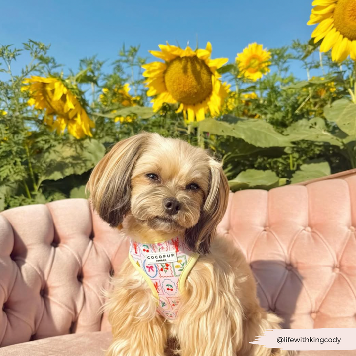 Dolce Vita Adjustable Neck HARNESS