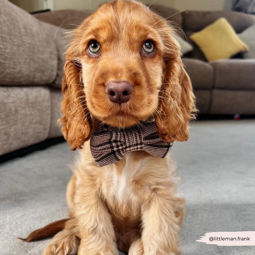 Pup Plaid Bow Tie