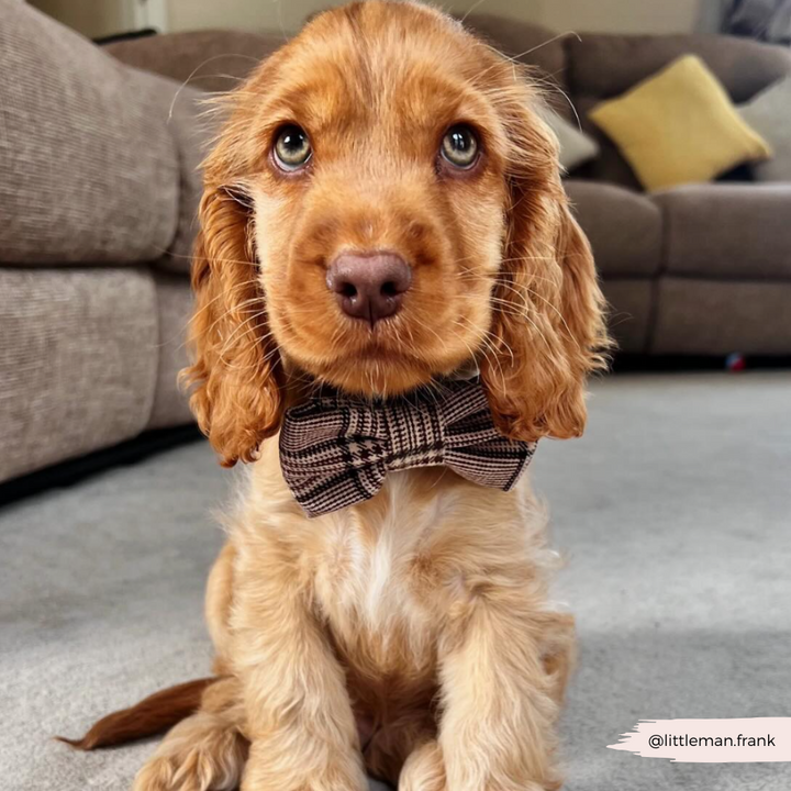 Pup Plaid Bow Tie