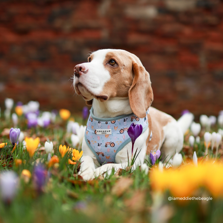 Barnyard Buddies Adjustable Neck HARNESS