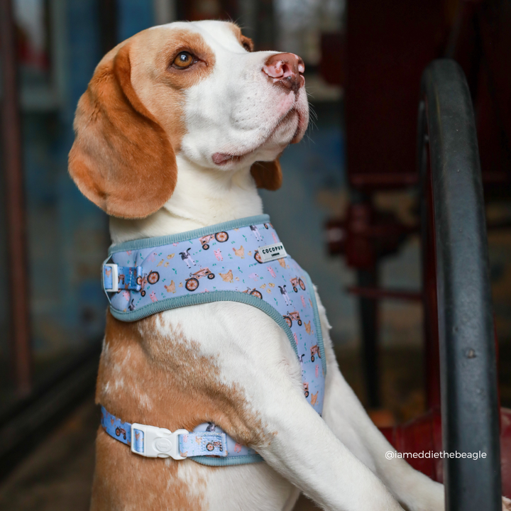 Barnyard Buddies Adjustable Neck HARNESS