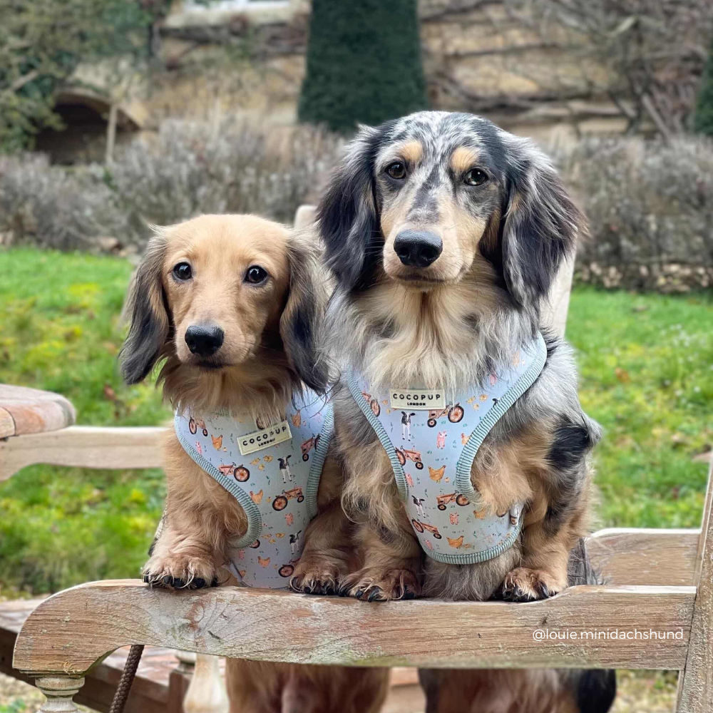 Barnyard Buddies Adjustable Neck HARNESS