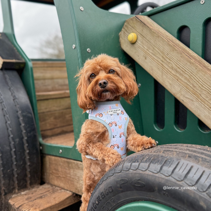 Barnyard Buddies Adjustable Neck HARNESS