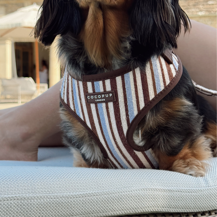 Brown & Blue Stripes Adjustable Neck Harness, Lead & Collar Bundle