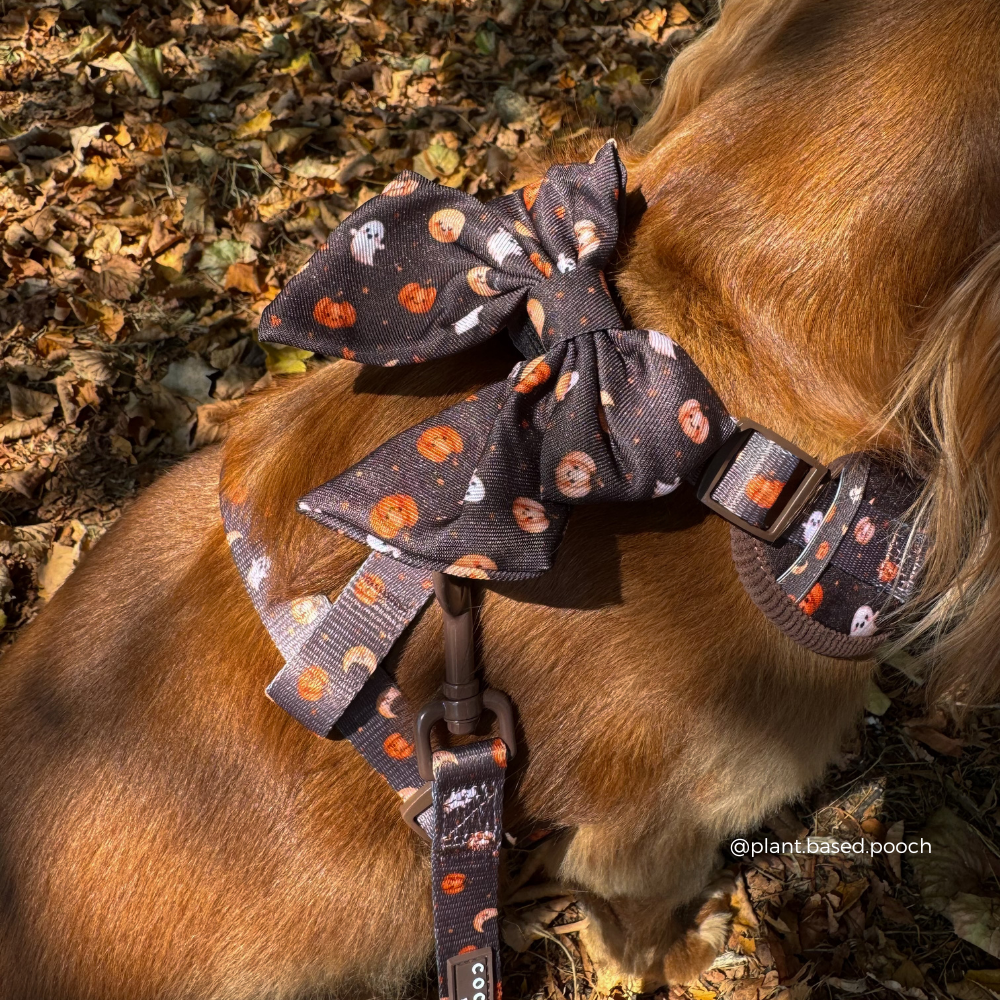A close-up of a dog outdoors wearing a Halloween-themed harness and matching bow. The fabric is dark brown with an orange pumpkin and white ghost pattern, and the dog has golden-brown fur.