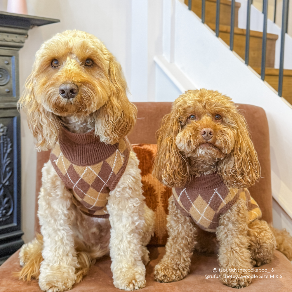 two dogs wearing Dog jumper in a brown, tan, and white argyle pattern. 