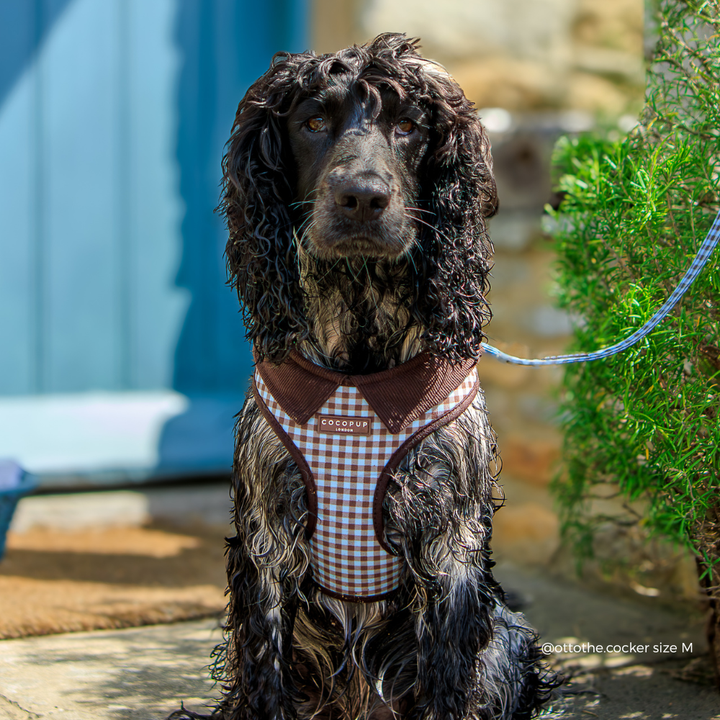 A black and white Cocker Spaniel wearing a brown and blue gingham pet harness, sitting outdoors on a stone patio with a blue door and greenery in the background.