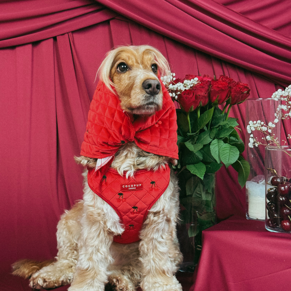 Cherry Velvet Crush Adjustable Neck Harness, Lead & Collar Bundle