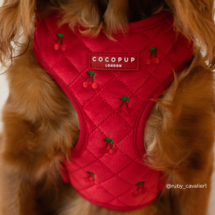 Cherry Velvet Crush Adjustable Neck Harness, Lead & Collar Bundle