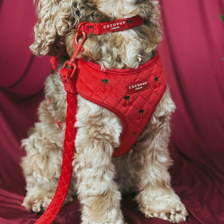 Cherry Velvet Crush Lead