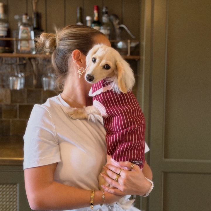 A small cream-colored dog wearing a burgundy and white striped sweater is being held by a woman in a white t-shirt in a kitchen setting.
