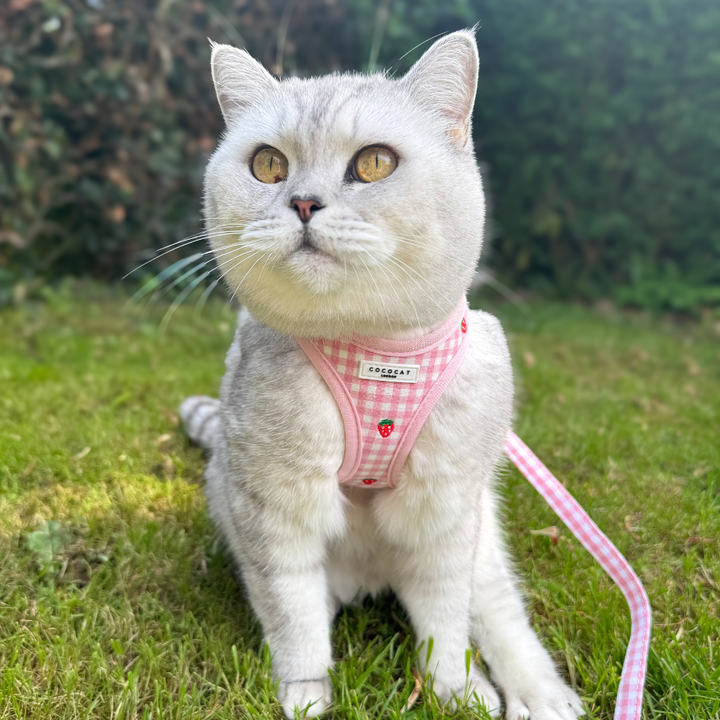 Cat Lead - Strawberry Picnic