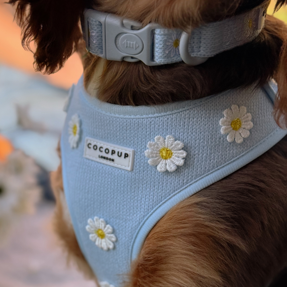 Blue Daisy Dream Adjustable Neck Harness, Lead & Collar Bundle