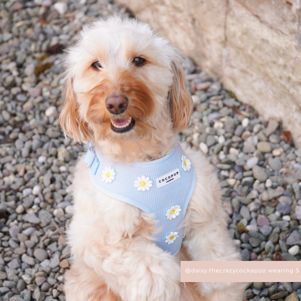 Blue Daisy Dream Adjustable Neck Harness, Lead & Collar Bundle