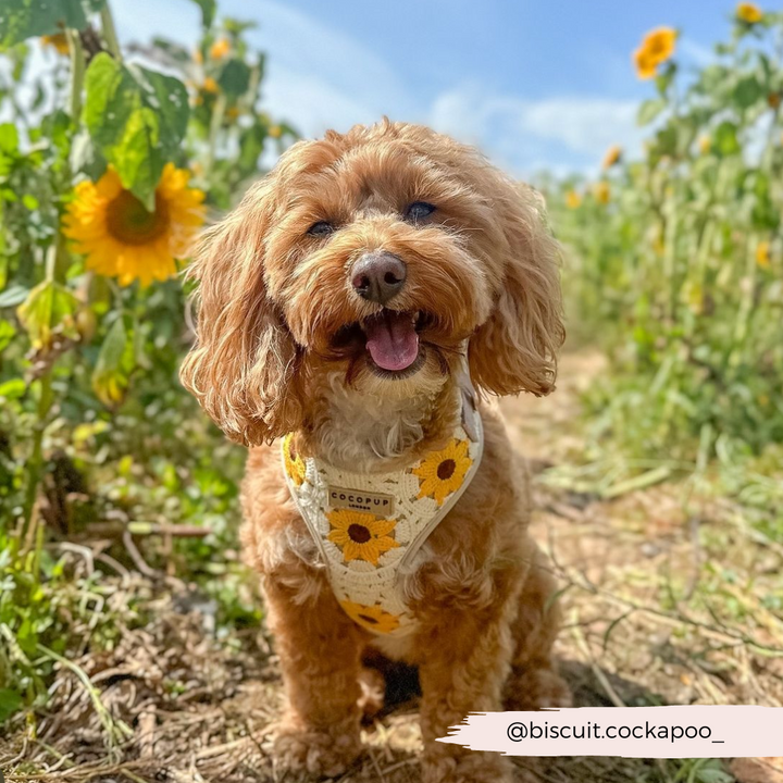 Sunflower Patch Adjustable Neck Harness