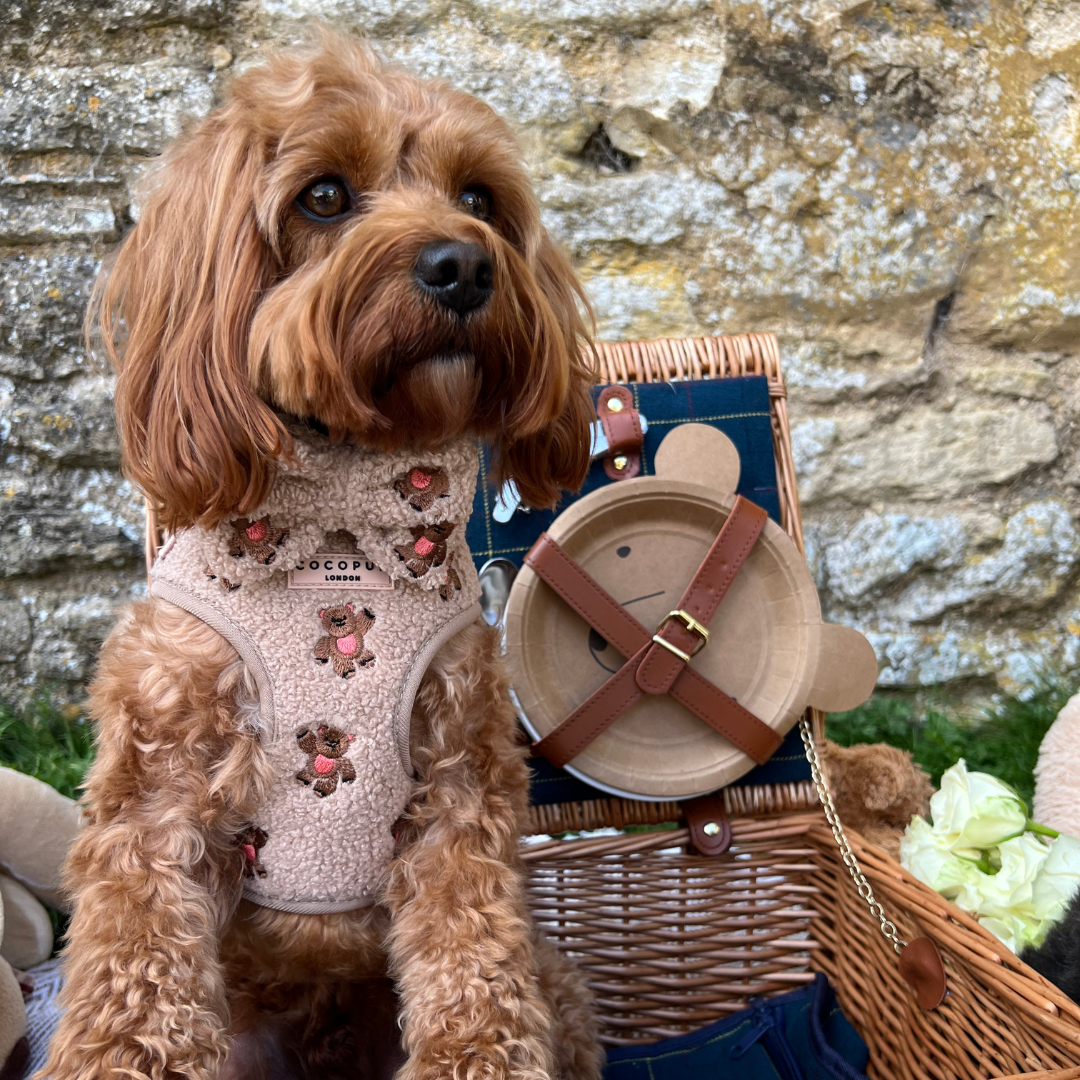 Theo Embroidered Teddy Adjustable Neck Harness, Lead & Collar Bundle