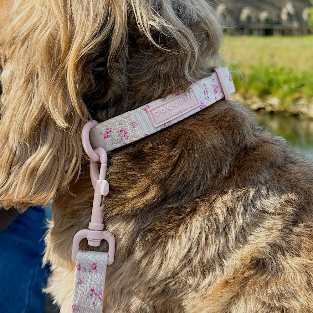 English Rose Adjustable Neck Harness, Lead & Collar Bundle