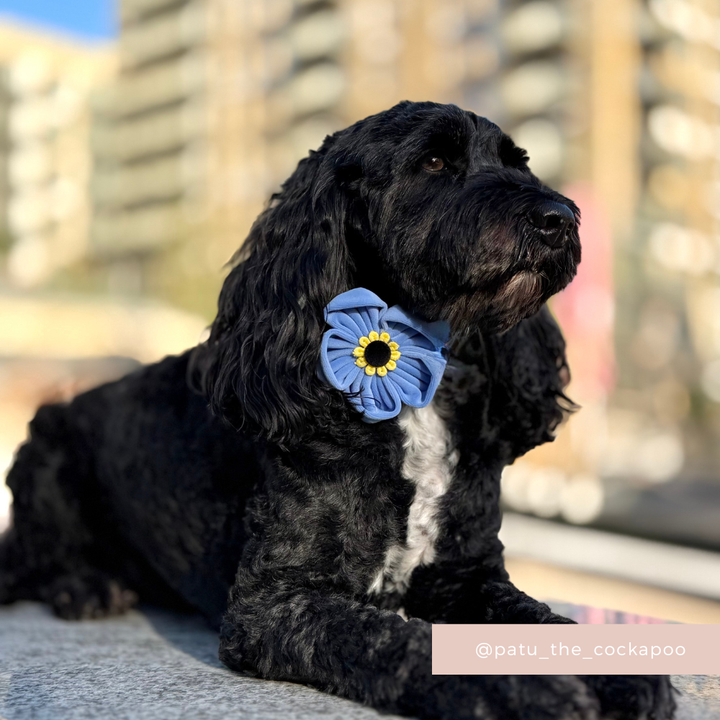 Forget Me Not Collar Flower