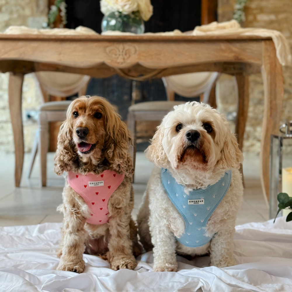 Blue Heartstrings Cord Adjustable Neck HARNESS